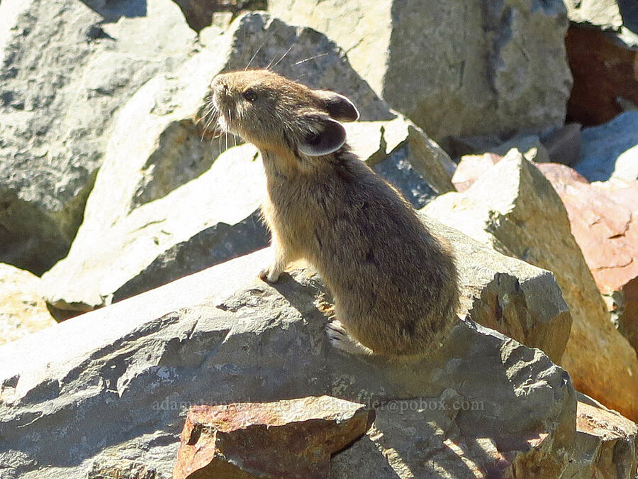 pika, calling (Ochotona princeps fenisex) [Pinnacle Peak Trail, Mount Rainier National Park, Lewis County, Washington]