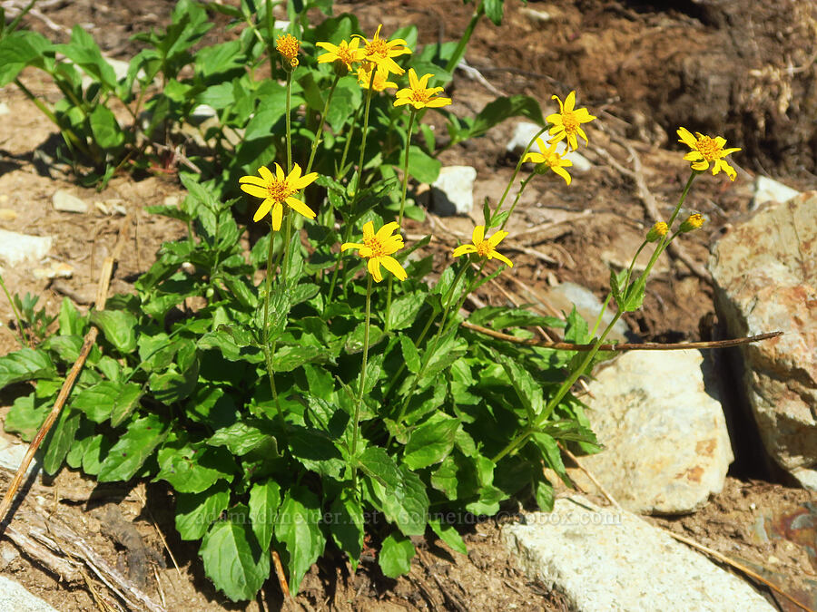 arnica (Arnica sp.) [Pinnacle Peak Trail, Mount Rainier National Park, Lewis County, Washington]