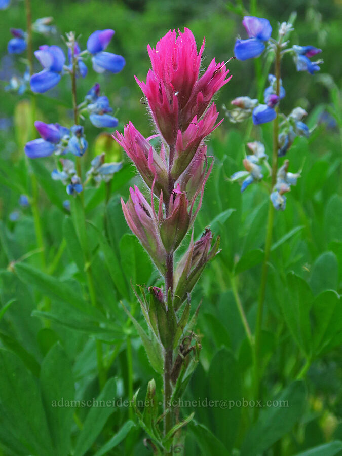 magenta paintbrush & lupines (Castilleja parviflora var. oreopola, Lupinus latifolius) [Pinnacle Peak Trail, Mount Rainier National Park, Lewis County, Washington]