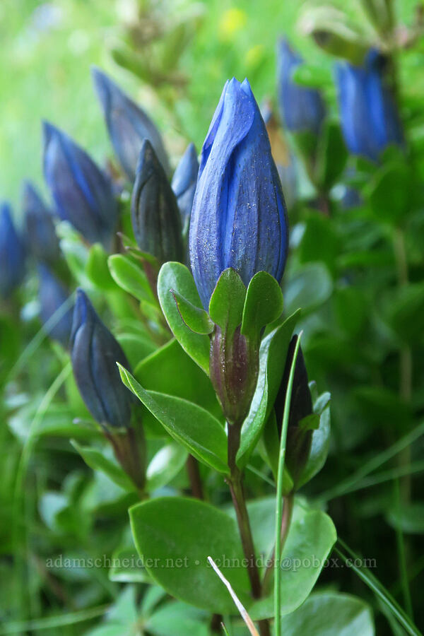 explorer's gentian (Gentiana calycosa) [Pinnacle Peak Trailhead, Mount Rainier National Park, Lewis County, Washington]