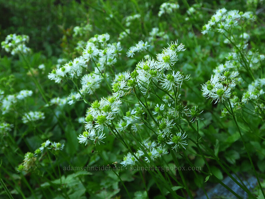 false bugbane (Trautvetteria caroliniensis) [Stevens Canyon Road, Mount Rainier National Park, Lewis County, Washington]