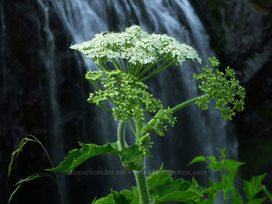 cow parsnip (Heracleum maximum) [Narada Falls Trail, Mount Rainier National Park, Lewis County, Washington]