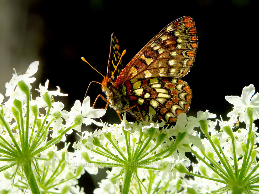 checkerspot butterfly on cow parsnip (Euphydryas colon (Euphydryas chalcedona colon), Heracleum maximum) [Moon Point Trail, Willamette National Forest, Lane County, Oregon]