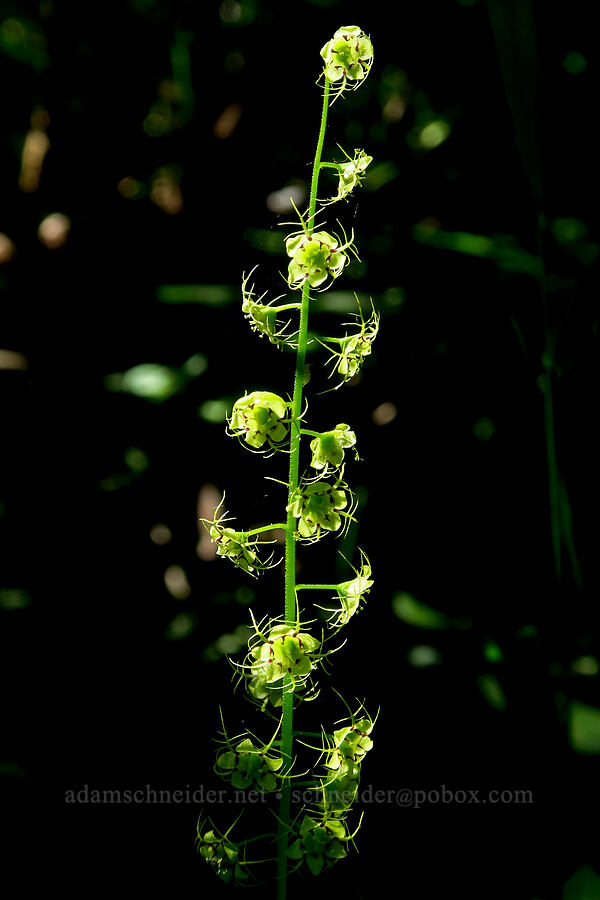 leafy mitrewort (Mitellastrum caulescens (Mitella caulescens)) [Moon Point Trail, Willamette National Forest, Lane County, Oregon]