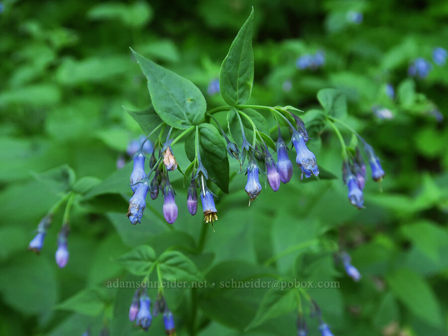 broad-leaf bluebells (Mertensia ciliata) [Moon Point Trail, Willamette National Forest, Lane County, Oregon]