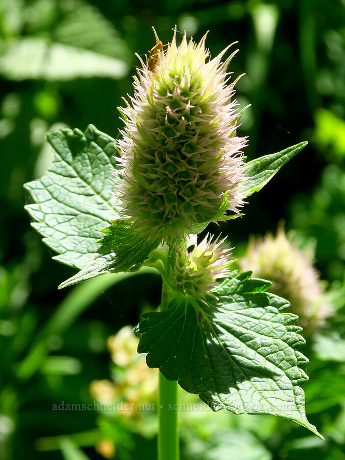 nettle-leaf horse-mint (Agastache urticifolia) [Moon Point Trail, Willamette National Forest, Lane County, Oregon]