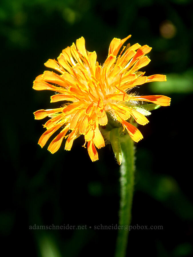 orange agoseris (Agoseris aurantiaca) [Moon Point Trail, Willamette National Forest, Lane County, Oregon]