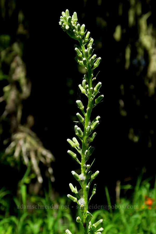 rainiera, budding (Rainiera stricta (Luina stricta)) [Moon Point Trail, Willamette National Forest, Lane County, Oregon]