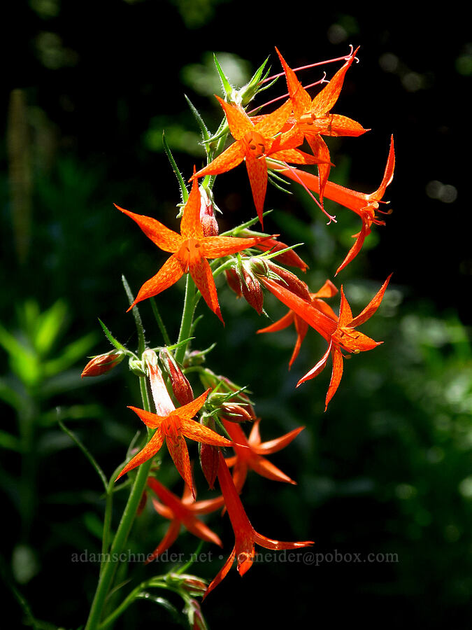 scarlet gilia (Ipomopsis aggregata) [Moon Point Trail, Willamette National Forest, Lane County, Oregon]