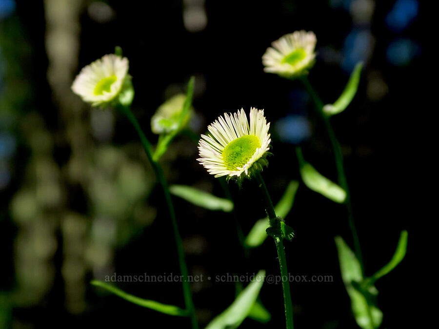 Alice's fleabane (Erigeron aliceae) [Moon Point Trail, Willamette National Forest, Lane County, Oregon]