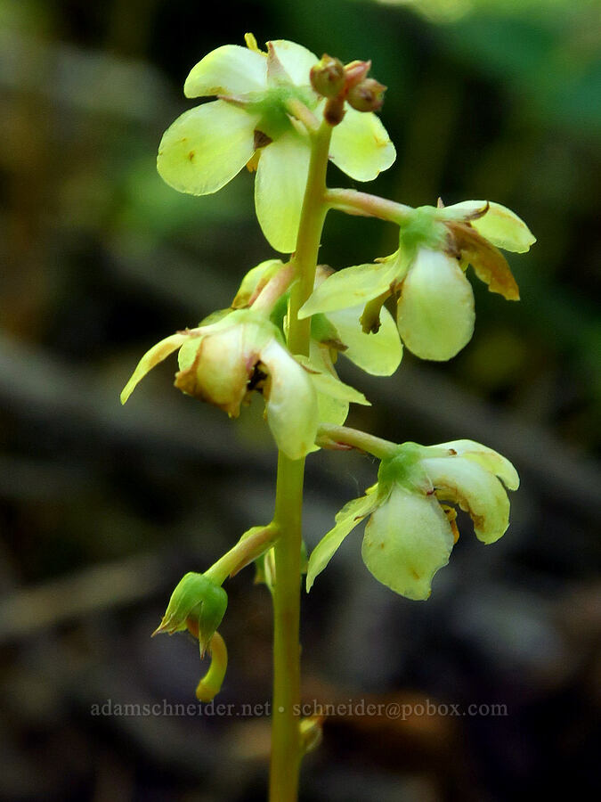 white-vein wintergreen (Pyrola picta) [Youngs Rock Trail, Willamette National Forest, Lane County, Oregon]