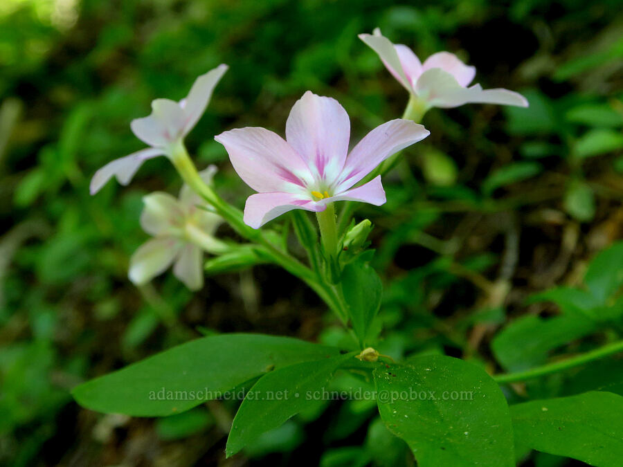 woodland phlox (Phlox adsurgens) [Youngs Rock Trail, Willamette National Forest, Lane County, Oregon]