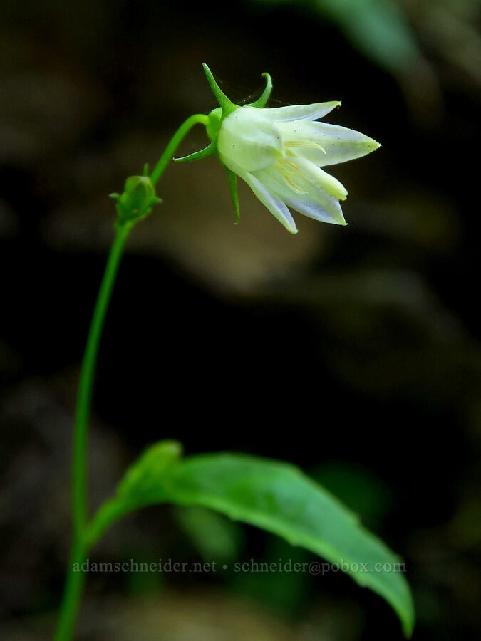 Scouler's harebell (Campanula scouleri) [Youngs Rock Trail, Willamette National Forest, Lane County, Oregon]