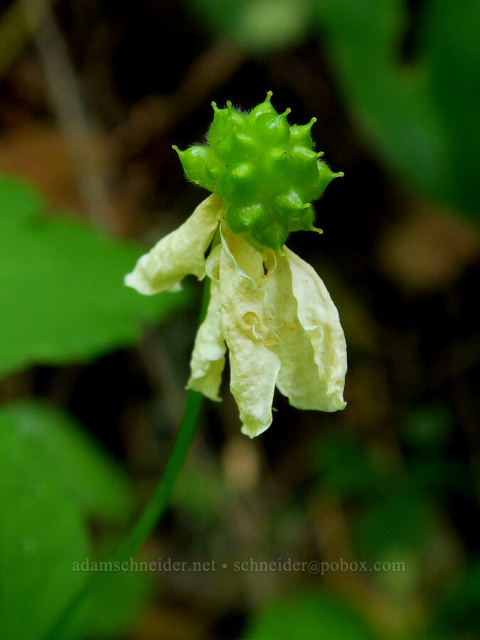 Columbia windflower, going to seed (Anemone deltoidea (Anemonastrum deltoideum)) [Youngs Rock Trail, Willamette National Forest, Lane County, Oregon]