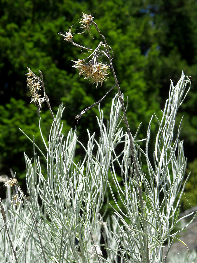 gray rabbitbrush with last year's flowers (Ericameria nauseosa (Chrysothamnus nauseosus)) [Youngs Rock Trail, Willamette National Forest, Lane County, Oregon]