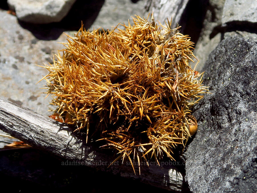 chinquapin burs (Chrysolepis chrysophylla) [Youngs Rock, Willamette National Forest, Lane County, Oregon]