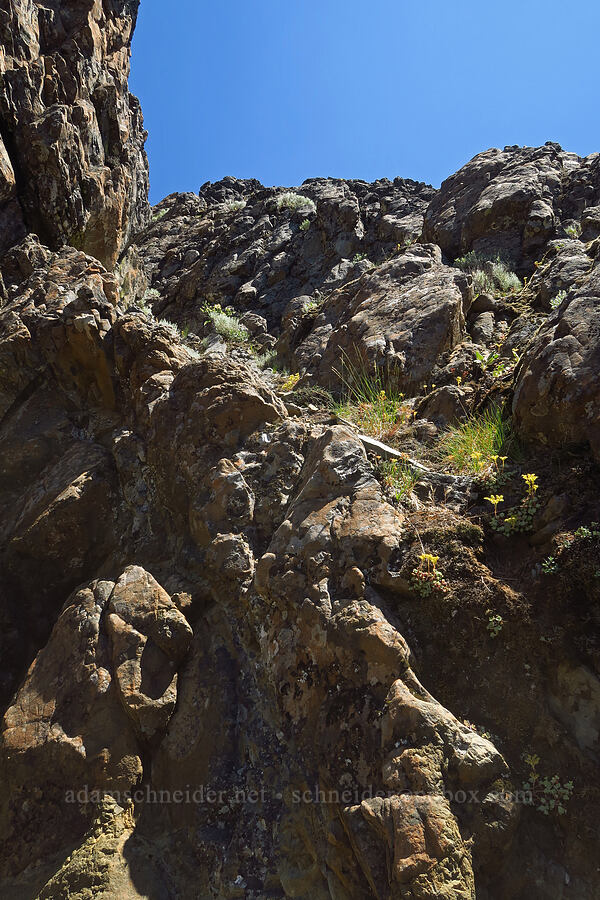 potential scramble route [Youngs Rock, Willamette National Forest, Lane County, Oregon]