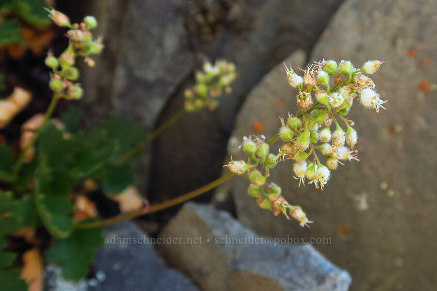 Merriam's alumroot (Heuchera merriamii) [Youngs Rock, Willamette National Forest, Lane County, Oregon]