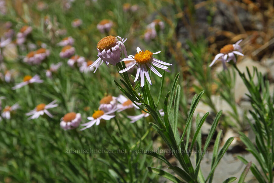 leafy fleabane (Erigeron foliosus var. confinis) [Youngs Rock, Willamette National Forest, Lane County, Oregon]