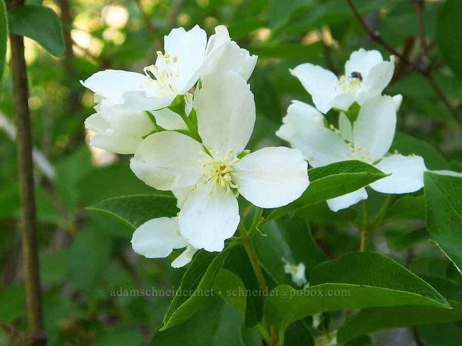 mock-orange (Philadelphus lewisii) [Youngs Rock, Willamette National Forest, Lane County, Oregon]