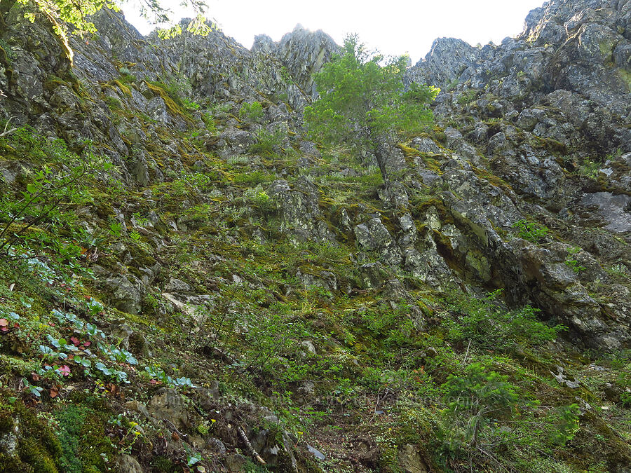 northeast side of Youngs Rock [Youngs Rock, Willamette National Forest, Lane County, Oregon]