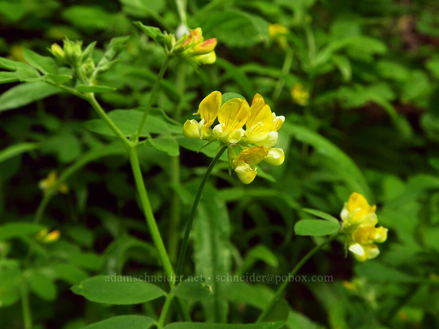 streambank bird's-foot trefoil (Hosackia oblongifolia (Lotus oblongifolius)) [Youngs Rock Trail, Willamette National Forest, Lane County, Oregon]