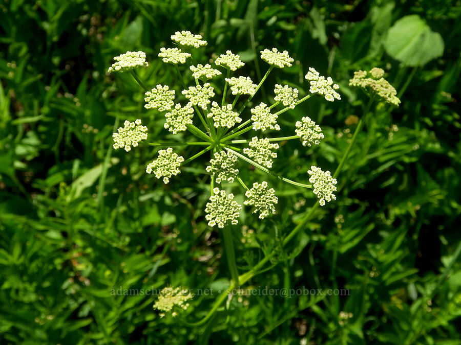 celery-leaf lovage (Ligusticum apiifolium) [Youngs Rock Trail, Willamette National Forest, Lane County, Oregon]