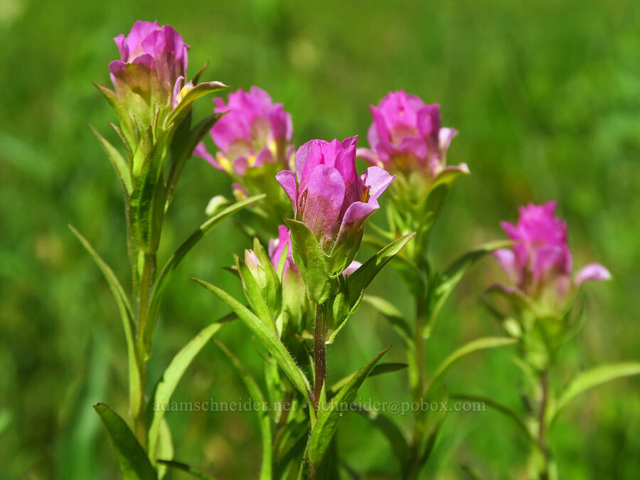 mountain owl's-clover (Orthocarpus imbricatus) [Youngs Rock Trail, Willamette National Forest, Lane County, Oregon]