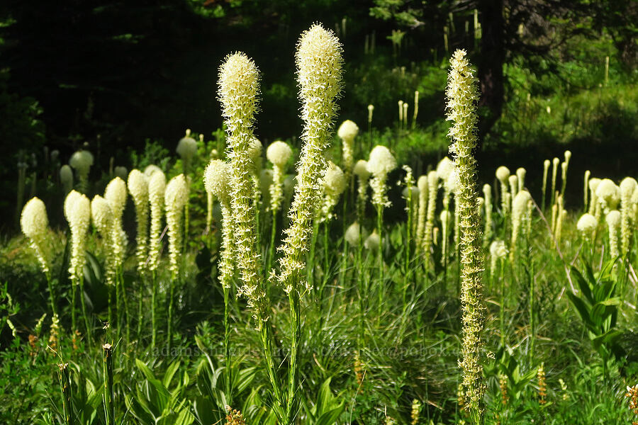 beargrass (Xerophyllum tenax) [Moon Point Trail, Willamette National Forest, Lane County, Oregon]