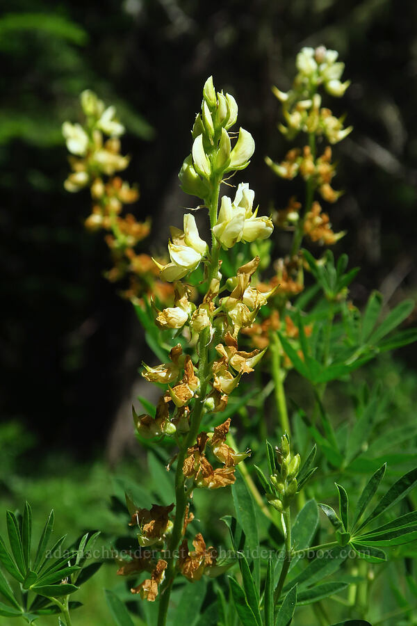sickle-keel lupine (Lupinus albicaulis) [Moon Point Trail, Willamette National Forest, Lane County, Oregon]