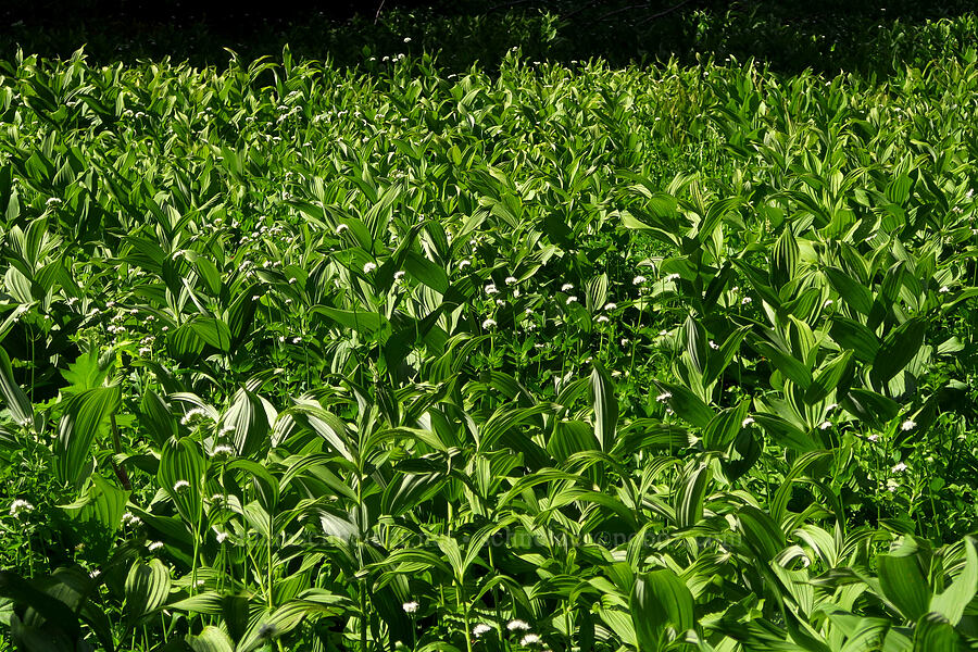 corn lilies & valerian (Veratrum sp., Valeriana sitchensis) [Moon Point Trail, Willamette National Forest, Lane County, Oregon]