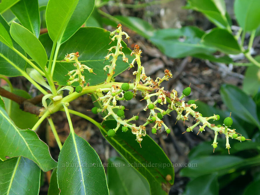 madrone berries (Arbutus menziesii) [Moon Point, Willamette National Forest, Lane County, Oregon]