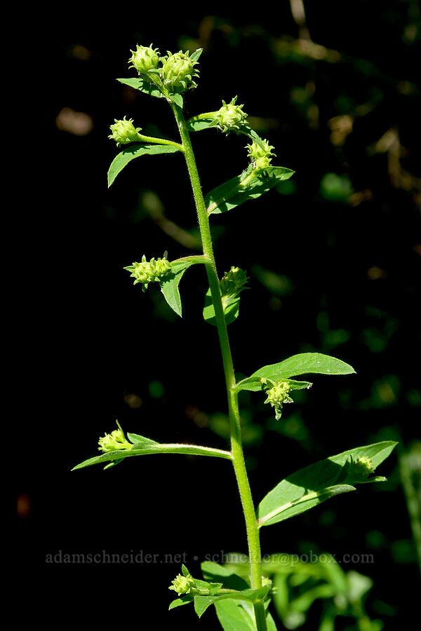Cascade aster, budding (Doellingeria ledophylla (Eucephalus ledophyllus) (Aster ledophyllus)) [Moon Point Trail, Willamette National Forest, Lane County, Oregon]