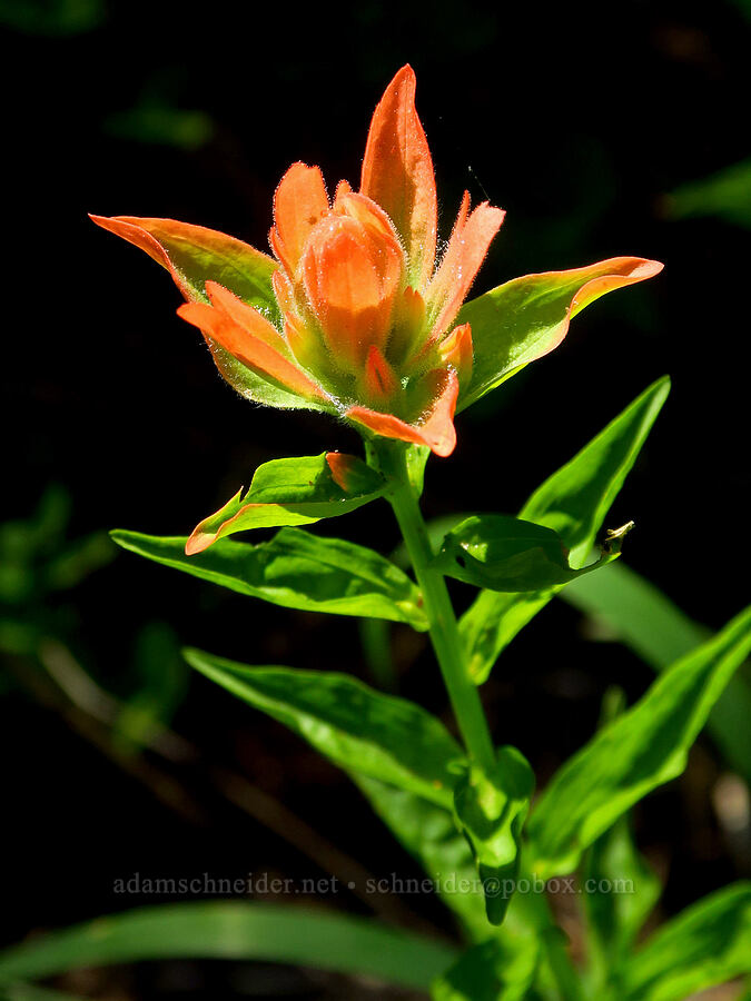 scarlet paintbrush (Castilleja miniata) [Moon Point Trail, Willamette National Forest, Lane County, Oregon]