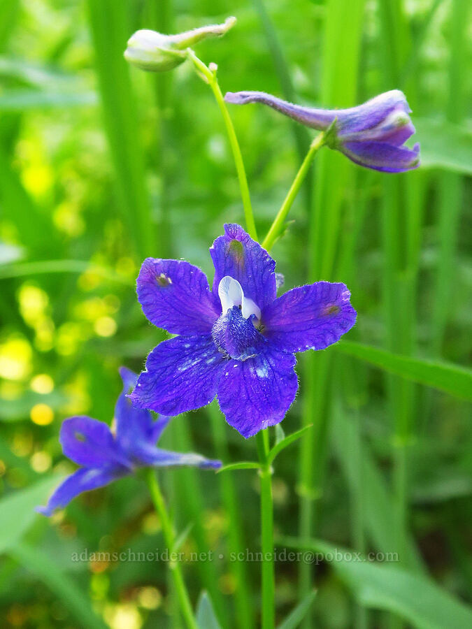 Manzies' larkspur (Delphinium menziesii) [near Moon Lake, Willamette National Forest, Lane County, Oregon]