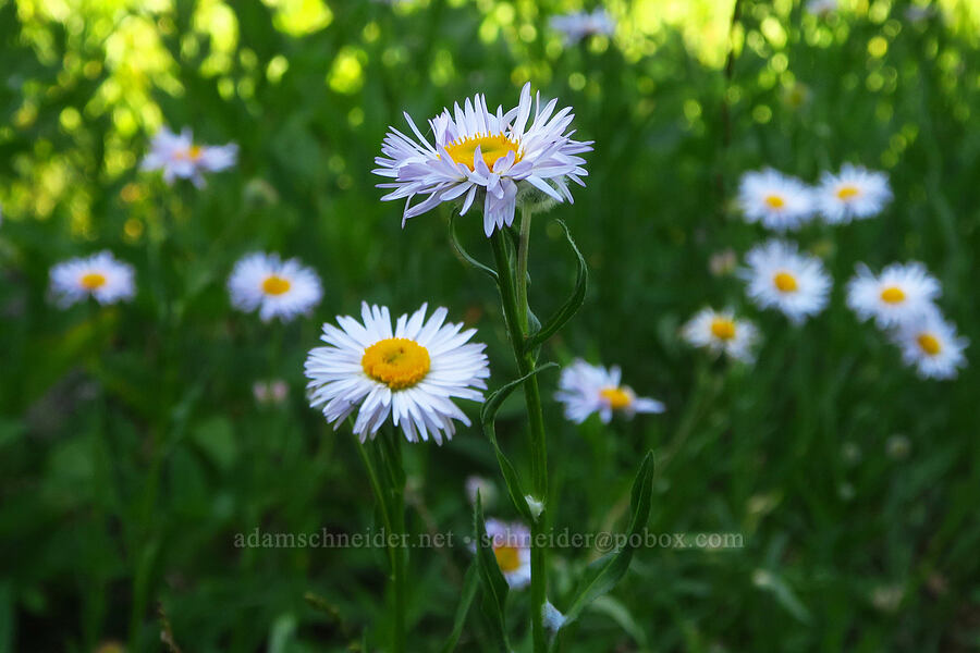Alice's fleabane (Erigeron aliceae) [near Moon Lake, Willamette National Forest, Lane County, Oregon]