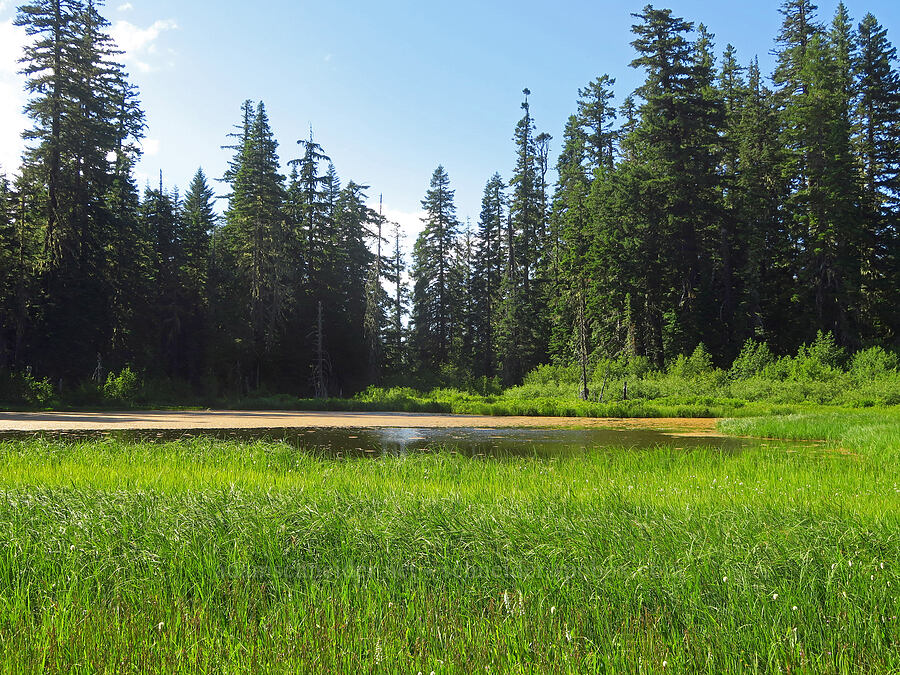 Moon Lake [near Moon Lake, Willamette National Forest, Lane County, Oregon]