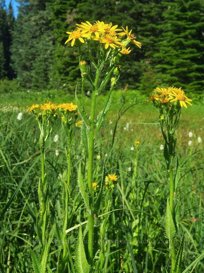 arrow-leaf groundsel (Senecio triangularis) [near Moon Lake, Willamette National Forest, Lane County, Oregon]