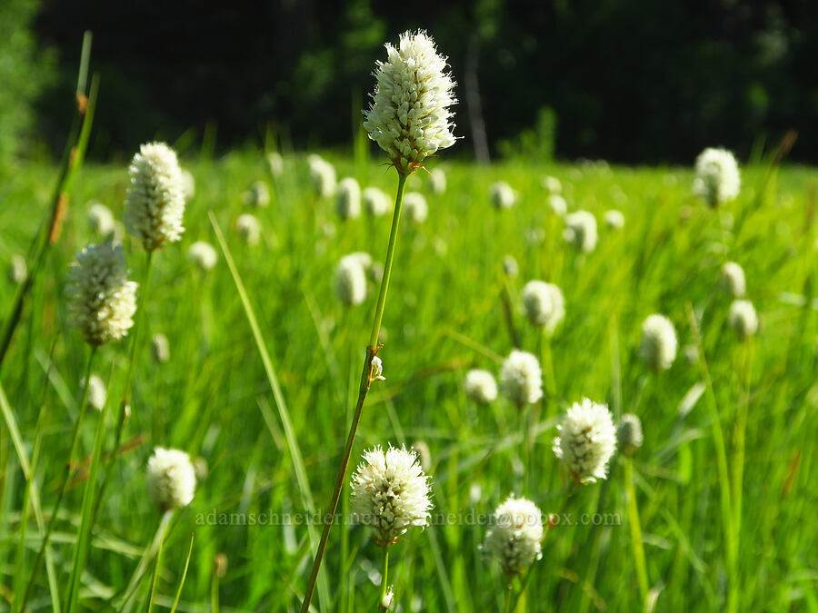 western bistort (Bistorta bistortoides (Polygonum bistortoides)) [near Moon Lake, Willamette National Forest, Lane County, Oregon]