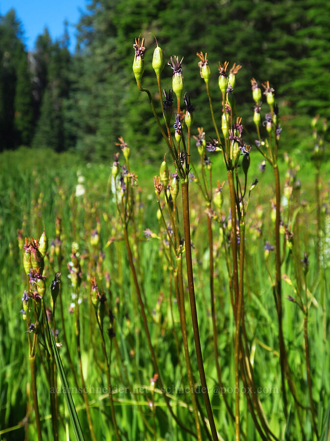 shooting-stars, going to seed (Dodecatheon sp. (Primula sp.)) [near Moon Lake, Willamette National Forest, Lane County, Oregon]
