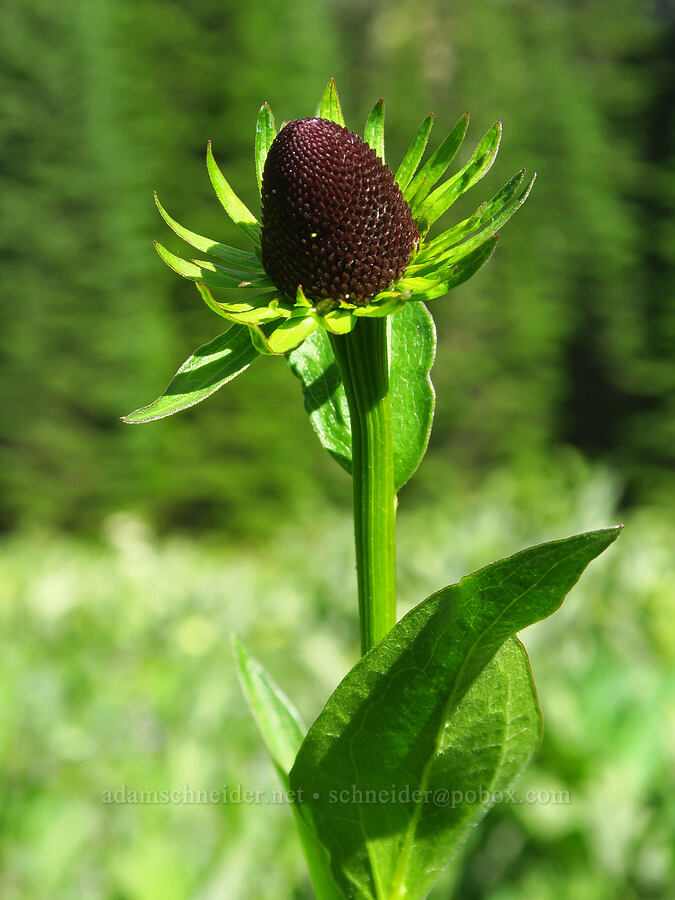 western coneflower (Rudbeckia occidentalis) [near Moon Lake, Willamette National Forest, Lane County, Oregon]