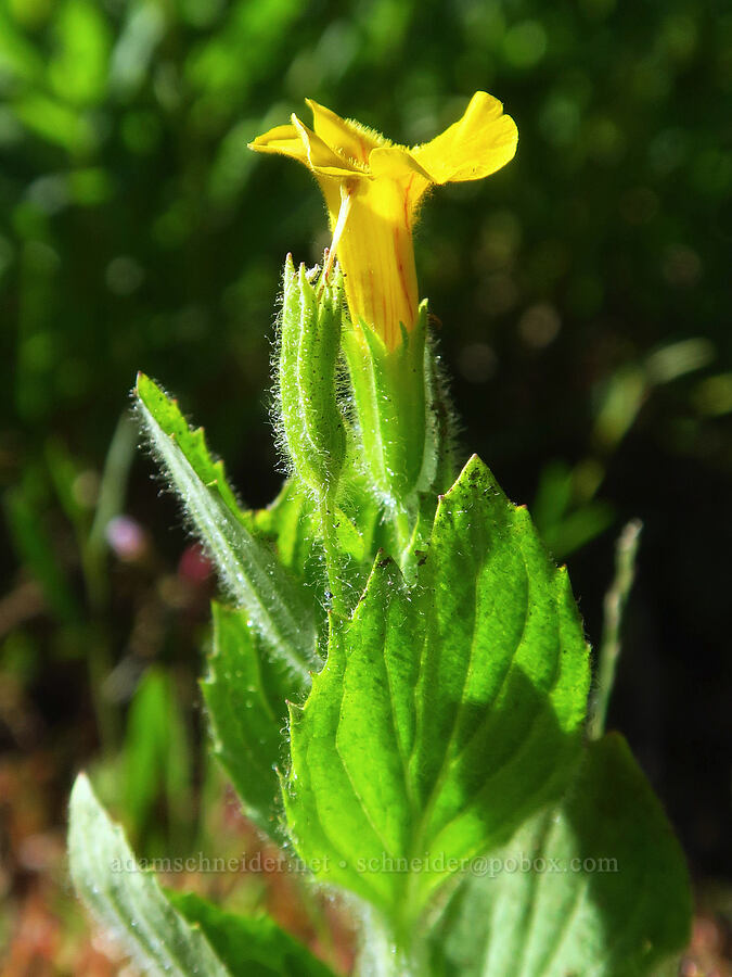 musk monkeyflower (Erythranthe moschata (Mimulus moschatus)) [near Moon Lake, Willamette National Forest, Lane County, Oregon]