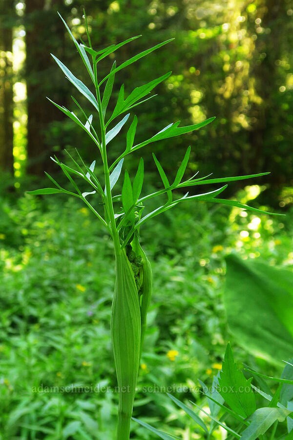 western water-hemlock (Cicuta douglasii) [Moon Point Trail, Willamette National Forest, Lane County, Oregon]