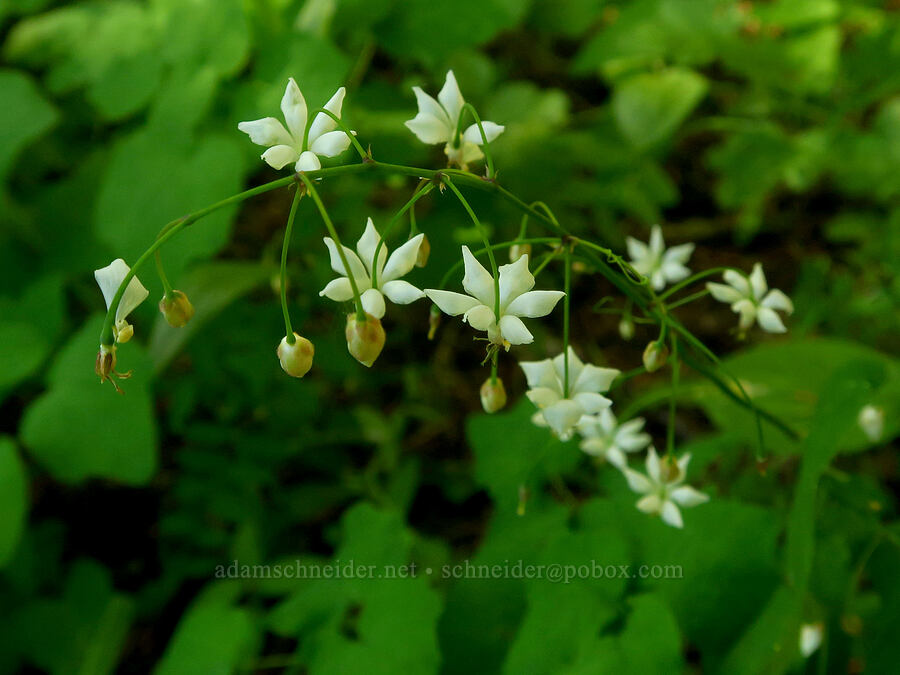 inside-out flowers (Vancouveria hexandra) [Moon Point Trail, Willamette National Forest, Lane County, Oregon]