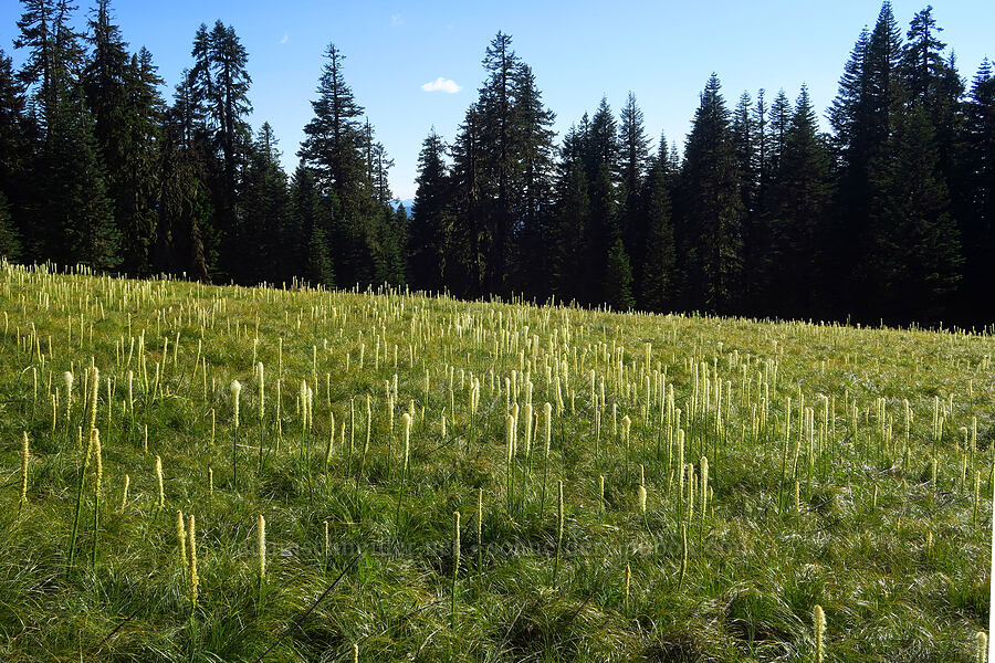 beargrass (Xerophyllum tenax) [Warner Mountain, Willamette National Forest, Lane County, Oregon]
