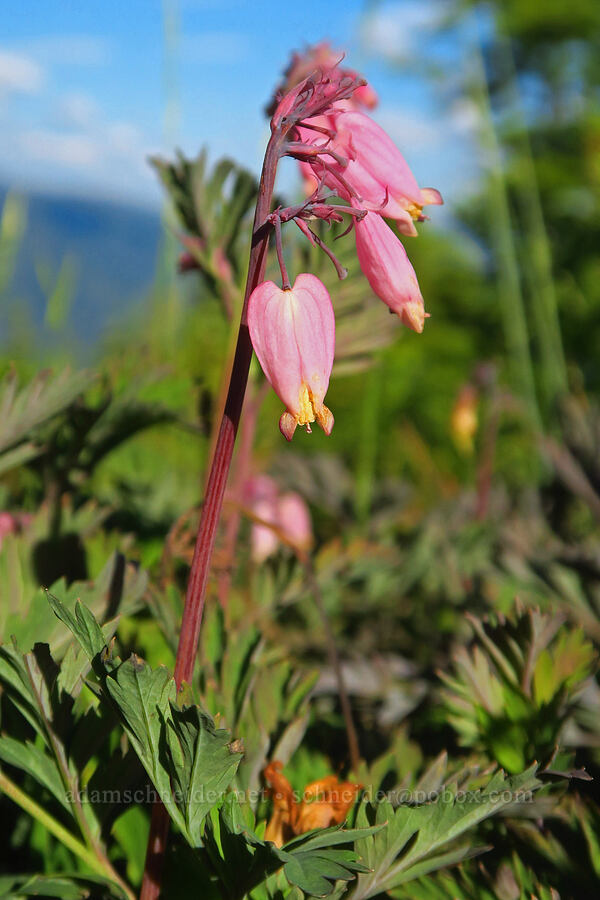 bleeding-hearts (Dicentra formosa) [Warner Mountain, Willamette National Forest, Lane County, Oregon]