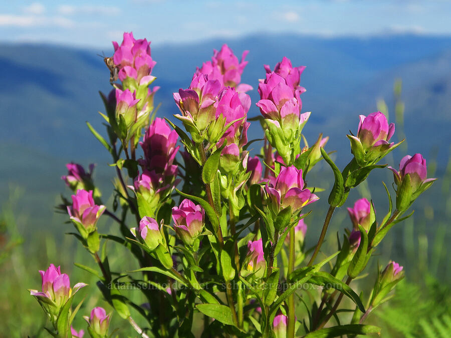 mountain owl's-clover (Orthocarpus imbricatus) [Warner Mountain, Willamette National Forest, Lane County, Oregon]