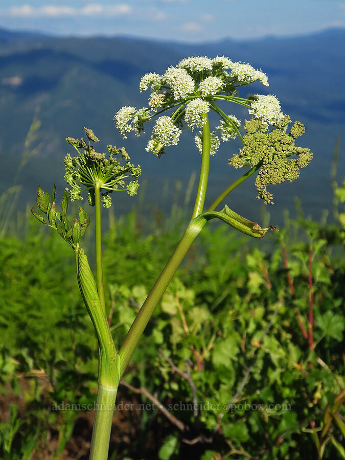 sharp-tooth angelica (Angelica arguta) [Warner Mountain, Willamette National Forest, Lane County, Oregon]