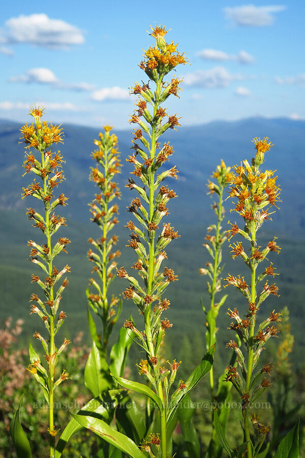 rainiera (Rainiera stricta (Luina stricta)) [Warner Mountain, Willamette National Forest, Lane County, Oregon]