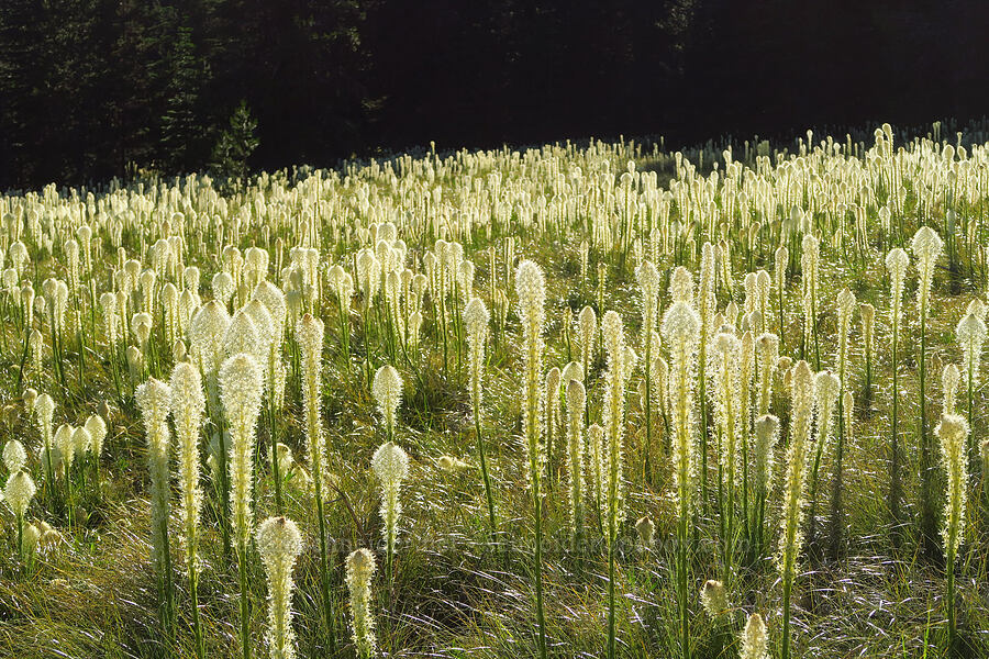 beargrass (Xerophyllum tenax) [Warner Mountain, Willamette National Forest, Lane County, Oregon]